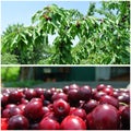 Ripe red cherries in the orchard; fruit collage