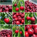 Ripe red cherries in the orchard; fruit collage Royalty Free Stock Photo