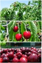 Ripe red cherries in the orchard; fruit collage Royalty Free Stock Photo