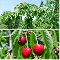 Ripe red cherries in the orchard; fruit collage