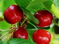 Ripe red cherries on a tree branch with green leaves Royalty Free Stock Photo