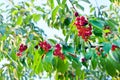 Ripe red cherry berries on branches with green leaves in the garden. Cherry cultivation Royalty Free Stock Photo