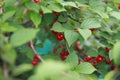 Ripe red cherry berries grow in the garden Royalty Free Stock Photo