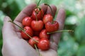 Ripe red cherry berries on the palm of the hand Royalty Free Stock Photo