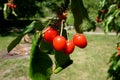 Ripe red cherry berries on a tree branch in the garden Royalty Free Stock Photo