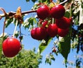 Ripe red cherry berries on a tree branch in the garden Royalty Free Stock Photo