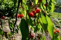 Ripe red cherry berries on a tree branch in the garden Royalty Free Stock Photo