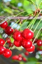 Ripe red cherry on a branch with green leaves Royalty Free Stock Photo