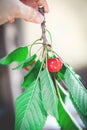 Ripe red cherry on branch with green leaves Royalty Free Stock Photo