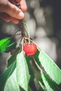 Ripe red cherry on branch with green leaves Royalty Free Stock Photo