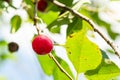 ripe red cherry close-up on twig in sunny day Royalty Free Stock Photo