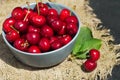 ripe red cherry berries in a round blue bowl on a dark background and mat Royalty Free Stock Photo