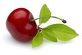 Ripe red cherry with stalk and leaf isolated Royalty Free Stock Photo