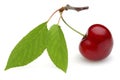 Ripe red cherry with stalk and leaf isolated Royalty Free Stock Photo