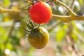 Ripe red cherry tomato and another green hanging on the vine of a tomato tree in the garden, under the sunlight Royalty Free Stock Photo