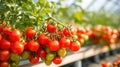 Ripe red cherry tomatoes on a branch in a greenhouse. Selective focus. Generative AI Royalty Free Stock Photo