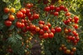 Ripe red cherry tomatoes growing on a branch in a greenhouse Royalty Free Stock Photo