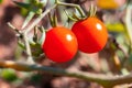 Ripe red cherry tomatoes hanging on the vine of a tomato tree in the garden, under the sunlight Royalty Free Stock Photo