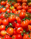 Ripe red cherry tomatoes on vine in grocery  market Royalty Free Stock Photo