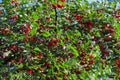 A graphical resource consisting of a number of cherry berries on a cherry tree.