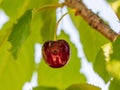 Ripe red cherry on tree and ant Royalty Free Stock Photo