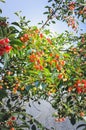 A ripe red cherry tree on a summer day Royalty Free Stock Photo