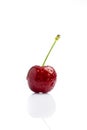 Ripe cherry with water drops on white Royalty Free Stock Photo