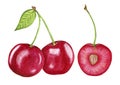 Ripe red cherry, whole and cut. Juicy illustration of sweet cherry watercolor.