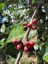 Ripe red coffee berries ready to be harvested.