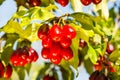 Ripe red cornel Royalty Free Stock Photo