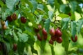 Ripe red cornelian cherries also cornel or dogwood in autumn garden. Dogwood berries are hanging on branch of Cornelian Cherry Dog Royalty Free Stock Photo