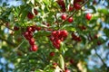 Ripe red cornelian cherries on the branch