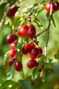 Ripe red cornelian cherries on the branch Royalty Free Stock Photo
