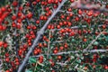 Ripe red cotoneaster berries at the brunch with green leaves