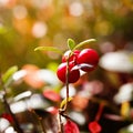Ripe red cowberry bush