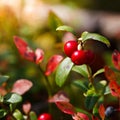 Ripe red cowberry bush