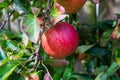 A ripe red cox apples, ready for picking Royalty Free Stock Photo