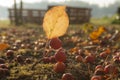 Ripe crab apples on the ground Royalty Free Stock Photo