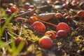 Ripe crab apples on the ground Royalty Free Stock Photo