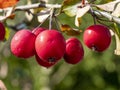 Red crab apples on a tree branch Royalty Free Stock Photo