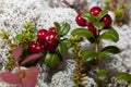 Ripe red cranberries in a forest glade