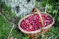 Cranberries in a basket. Northern berries.