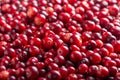 Ripe red cranberry berries as background. Close-up Royalty Free Stock Photo