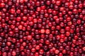 Ripe red cranberry berries as background. Close-up. Top view Royalty Free Stock Photo