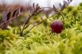 Ripe red cranberry on a bush in the moss in a swamp. Harvesting berries on an autumn day. Close-up.