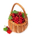 Ripe red currant