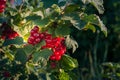 Ripe red currant berries in backlight. Concept of growing your own organic food