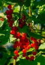 Ripe red currant berries on a branch in the garden. Red currant, currant or ordinary or garden currant Ribes rubrum Royalty Free Stock Photo