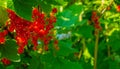Ripe red currant berries on a branch in the garden. Red currant, currant or ordinary or garden currant Ribes rubrum Royalty Free Stock Photo