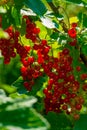 Ripe red currant berries on a branch in the garden. Red currant, currant or ordinary or garden currant Ribes rubrum Royalty Free Stock Photo